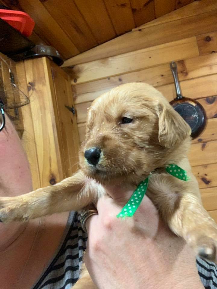 Pups1
